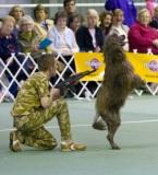 Disco performing a canine freestyle routine