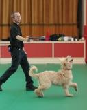 canine freestyle, heelwork to music, dancing dog