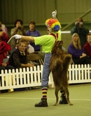 disco a portuguese water dog who is owned by richard curtis and a member of his dancing dogs display team