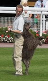 disco a portuguese water dog who is owned by richard curtis and a member of his dancing dogs display team