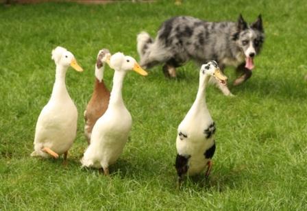 sheepdog display and duck herding at www.k9quackers.co.uk