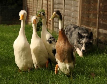 sheepdog display team and duck herding show - www.sheepdogdisplays.com