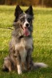 Pogo a Border collie starting sheepdog training