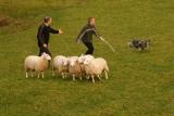 Starting out in sheepdog training