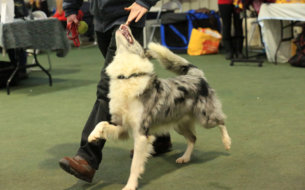 Herbie doing heelwork to music