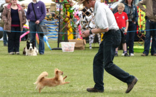 Betty a canine freestyle chihuahua