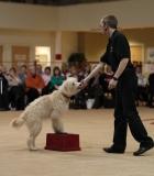 canine freestyle, heelwork to music, dancing dog, K9 Freestyle dog displays