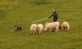 Pogo starting out in sheepdog training